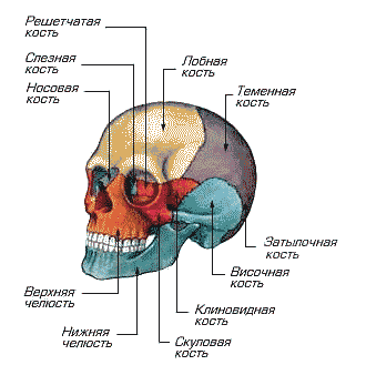 скелет головы