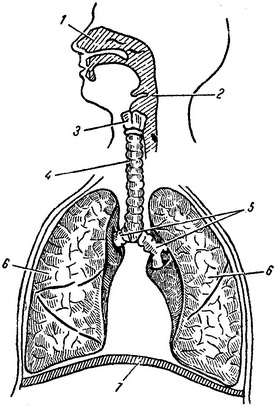 схема строения дыхательной системы.