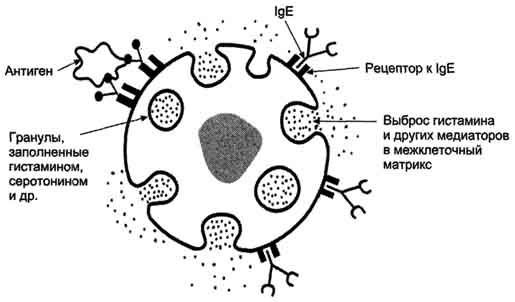 рис. 1-51. выброс биологически активных веществ тучной клеткой в результате присоединения антигена к фиксированным на её поверхности ige.