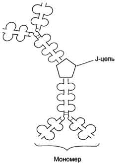 мономер рис. 1-49. строение димерной молекулы иммуноглобулина а.