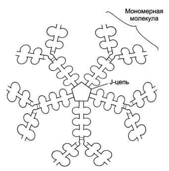 рис. 1-46. строение пентамерной секреторной молекулы иммуноглобулина м.