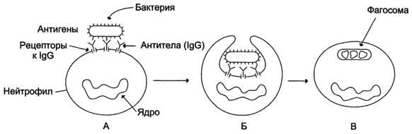 рис. 1-48. фагоцитоз комплекса антиген-антитело нейтрофилом. а - взаимодействие бактерии, покрытой igg, с рецепторами нейтрофилов; б - поглощение бактерии нейтрофилом; в - переваривание бактерии внутри фагосомы нейтрофила.