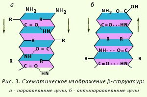 вторичная структура белка