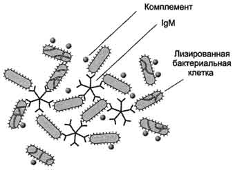 рис. 1-47. связывание igm с антигенами бактериальных клеток и их разрушение активированными белками системы комплемента.
