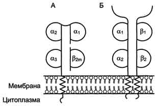 рис. 1-53. строение белков главного комплекса гистосовместимости: мнс класса i (а) и мнс класса ii (б).
