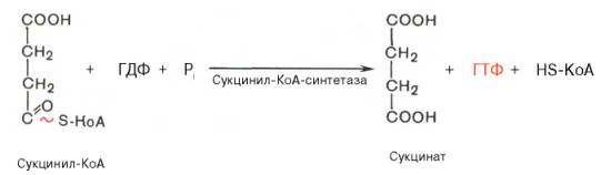 образование сукцината из сукцинил-коа