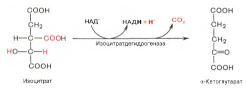 изолимонная кислота дегидрируется в присутствии над-зависимой изо-цитратдегидрогеназы