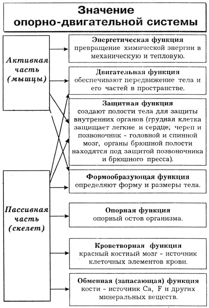 http://biolog.my1.ru/999/991/1/a5.jpg