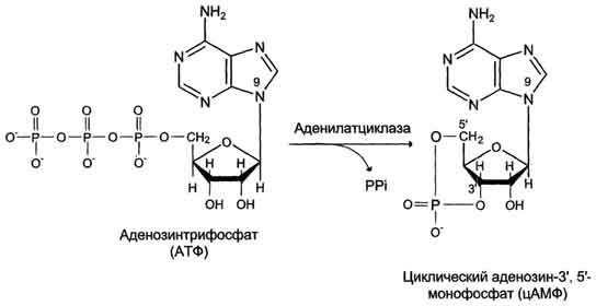 рис. 5-36. образование циклического аденозинмонофосфата (цамф).