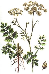 anisum vulgare gaerth