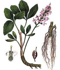 menyanthes trifoliata l
