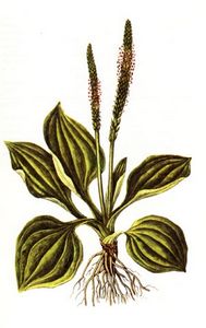 лекарственное растение - plantago major l