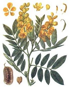 cassia angustifolia vahl.