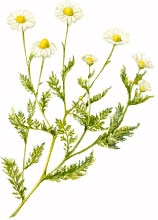 лекарственное растение - marticaria chamomilla l