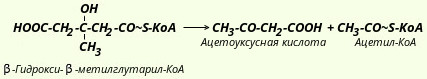 синтез кетоновых тел
