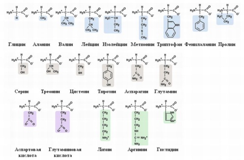 http://sporthealth.info/uploads/2011/09/aminoacids.jpg