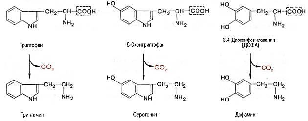 триптофан, 5-окситриптофан, 3,4-диоксифенилаланин (дофа), триптамин, серотонин, дофамин