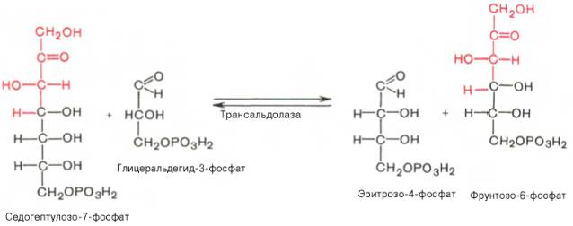 фермент трансальдолаза катализирует перенос остатка диоксиацетона (но не свободного диоксиацетона) от седогептулозо-7-фосфата на гли-церальдегид-3-фосфат