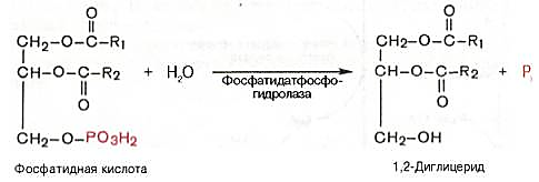 образование 1,2-диглицерида из фосфатидной кислоты