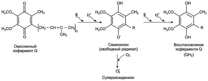 рис. 8-55. реакции последовательного восстановления убихинона вдыхательной цепи.