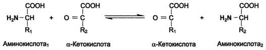 http://www.biochemistry.ru/biohimija_severina/img/b5873p469-i1.jpg