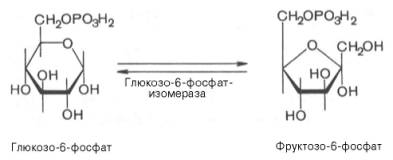 второй реакцией гликолиза является превращение глюкозо-6-фос-фата под действием фермента глюкозо-6-фосфатизомеразы во фруктозо-6-фосфат