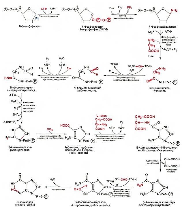 синтез инозиновой кислоты