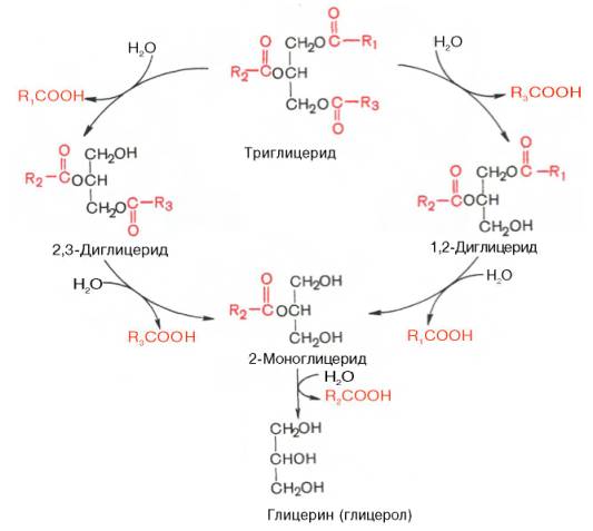 гидролиз триглицеридов при участии панкреатической липазы