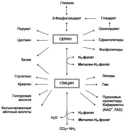 рис. 9-24. биологическая роль серина и глицина.