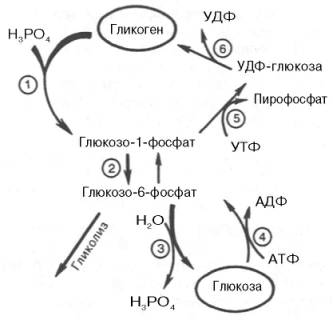 распад и синтез гликогена (схема)