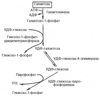 метаболизм галактозы