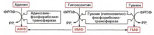 http://www.xumuk.ru/biologhim/bio/img1102.jpg