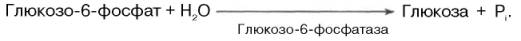 дефосфорилирование глюкозо-6фосфата под действием глюкозо-6-фосфазы до глюкозы