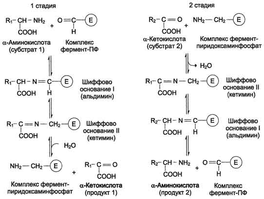 http://www.biochemistry.ru/biohimija_severina/img/b5873p471-i1.jpg