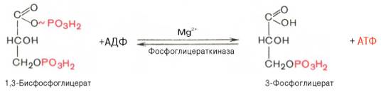 седьмая реакция катализируется фосфоглицераткиназой, при этом происходит передача богатого энергией фосфатного остатка (фосфатной группы в положении 1) на адф с образованием атф и 3-фосфогли-цериновой кислоты (3-фосфоглицерат)