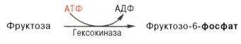 фосфорилирование фруктозы до фруктозо-6-фосфата при участии фермента гексокиназы и атф