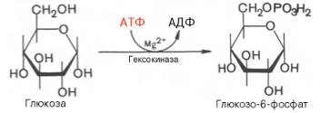 первой ферментативной реакцией гликолиза является фосфорилирование, т.е. перенос остатка ортофосфата на глюкозу за счет атф. реакция катализируется ферментом гексокиназой