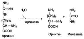 http://www.biochemistry.ru/biohimija_severina/img/b5873p483-i3.jpg