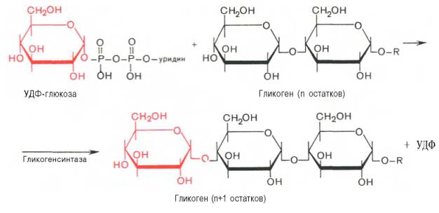 удф-глюкоза + гликоген