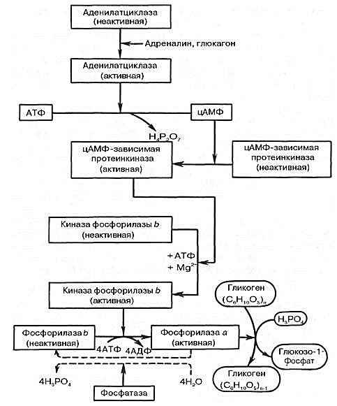 гормональная регуляция фосфоролитического отщепления остатка глюкозы от гликогена