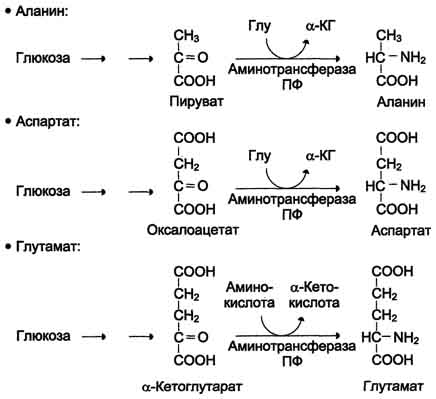 http://www.biochemistry.ru/biohimija_severina/img/b5873p492-i1.jpg