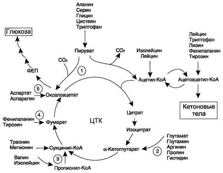 рис. 9-22. включение безазотистого остатка аминокислот в общий путь катаболизма.