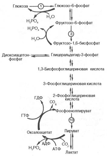 гликолиз и глюконеогенез