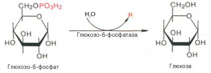 образование свободной глюкозы из глюкозо-6-фосфата в печени происходит под влиянием глюкозо-6-фосфатазы