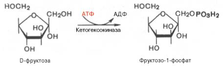 фермент печени фруктокиназа может катализировать фосфорилирование фруктозы не по 6-му, а по 1-му атому углерода