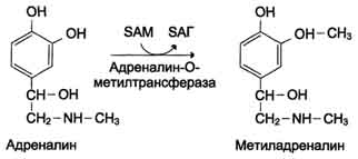 http://www.biochemistry.ru/biohimija_severina/img/b5873p519-i7.jpg