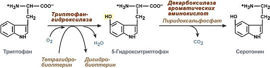 образование серотонина