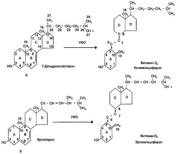 рис. 3-5. схема синтеза витаминов d2и d3. провитамины d2 и d3 - стерины, у которых в кольце в две двойные связи. при воздействии света в процессе фотохимической реакции происходит расщепление кольца в. а - 7-дегидрохолестерин, провитамин d, (синтезируется из холестерина); б - эргостерин - провитамин d2.