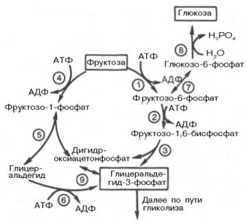 метаболизм фруктозы