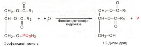 образование 1,2-диглицерида из фосфатидной кислоты